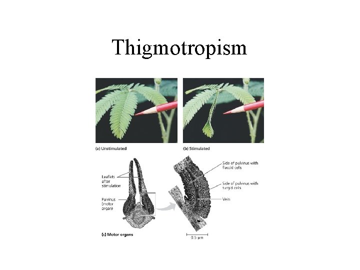 Thigmotropism 