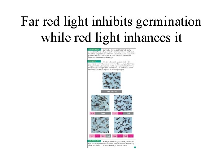 Far red light inhibits germination while red light inhances it 