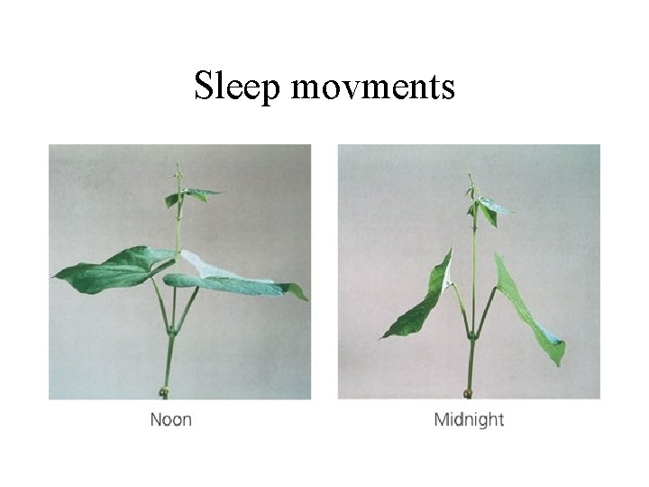 Sleep movments 