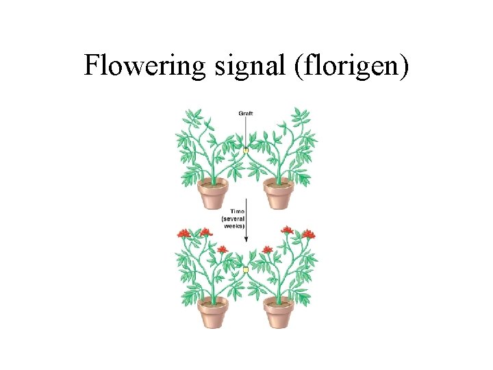 Flowering signal (florigen) 