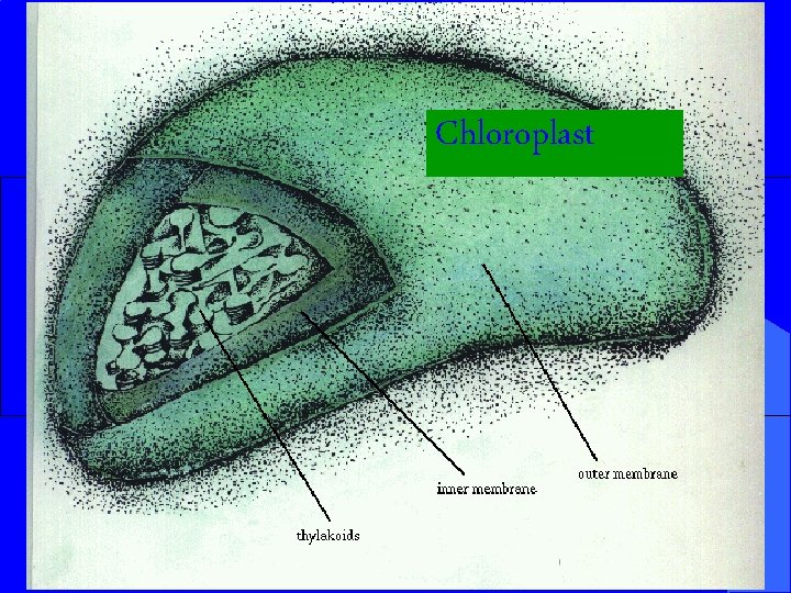 Chloroplast 