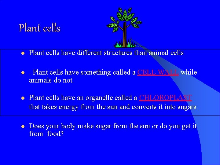Plant cells l Plant cells have different structures than animal cells l . Plant