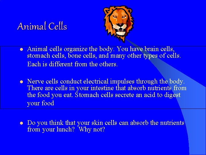 Animal Cells l Animal cells organize the body. You have brain cells, stomach cells,