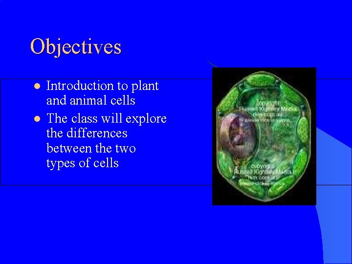 Objectives l l Introduction to plant and animal cells The class will explore the