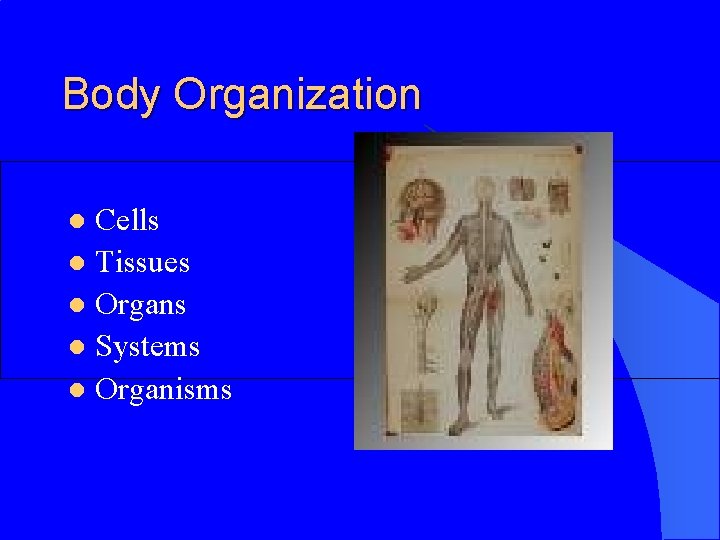 Body Organization Cells l Tissues l Organs l Systems l Organisms l 