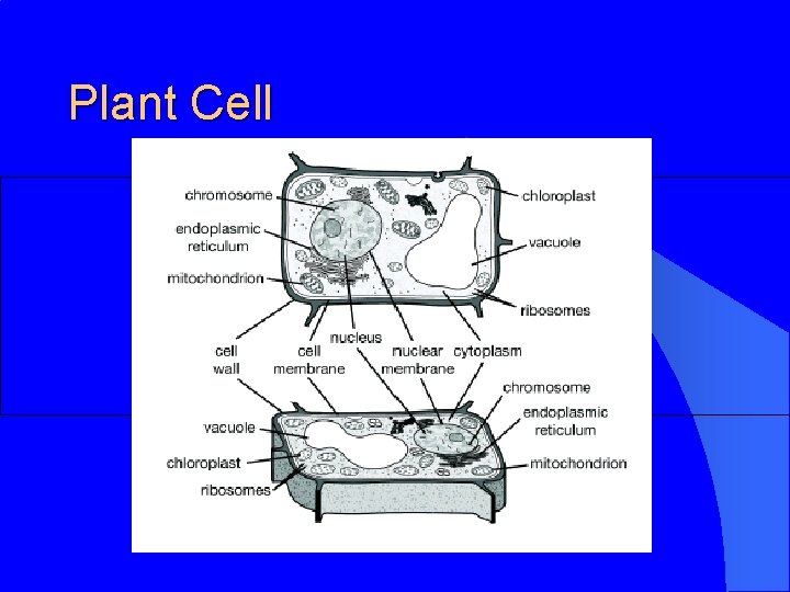 Plant Cell 