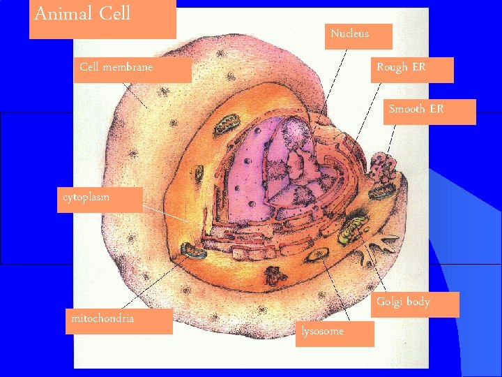 Animal Cell Nucleus Cell membrane Rough ER Smooth ER cytoplasm mitochondria Golgi body lysosome