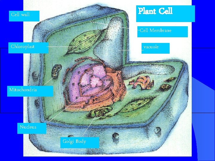 Plant Cell wall Cell Membrane Chloroplast vacuole Mitochondria Nucleus Golgi Body 