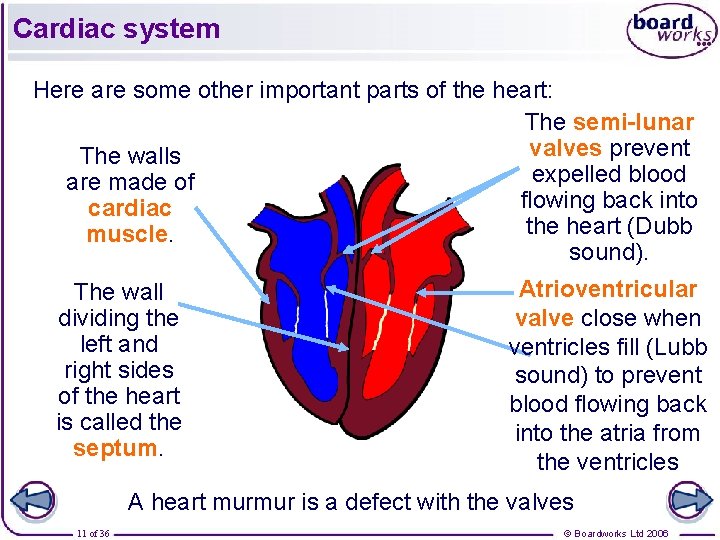 Cardiac system Here are some other important parts of the heart: The semi-lunar valves