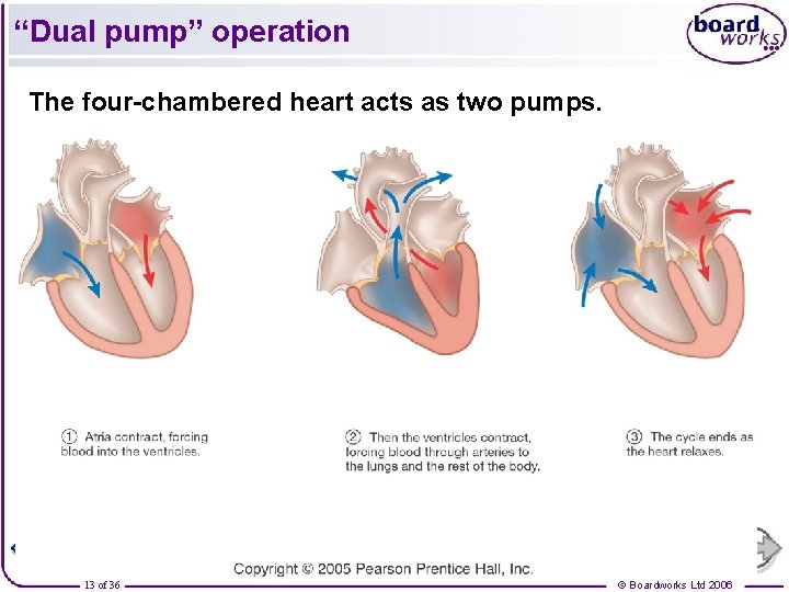 “Dual pump” operation The four-chambered heart acts as two pumps. 13 of 36 ©