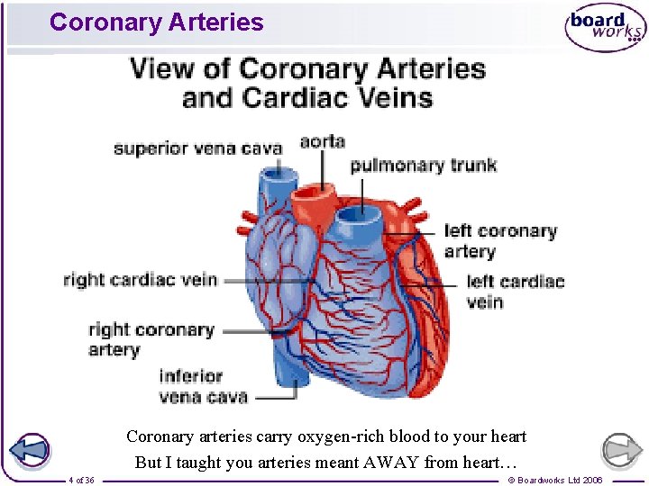 Coronary Arteries Coronary arteries carry oxygen-rich blood to your heart But I taught you