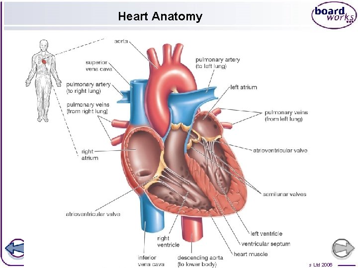 Heart Anatomy 5 of 36 © Boardworks Ltd 2006 
