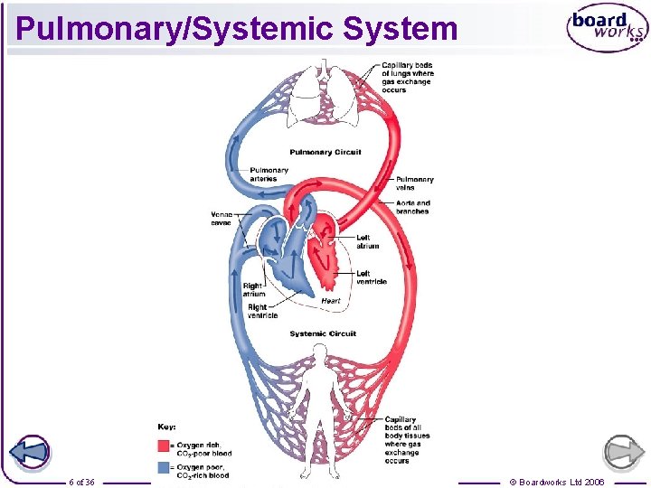 Pulmonary/Systemic System 6 of 36 © Boardworks Ltd 2006 