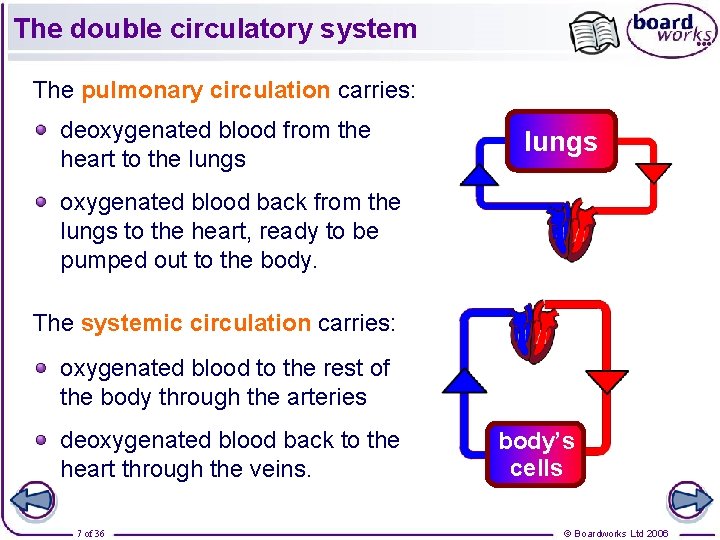 The double circulatory system The pulmonary circulation carries: deoxygenated blood from the heart to