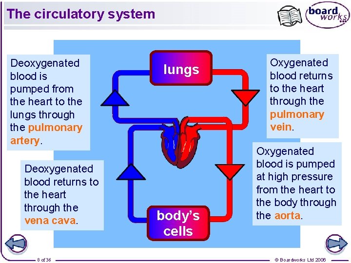 The circulatory system Deoxygenated blood is pumped from the heart to the lungs through