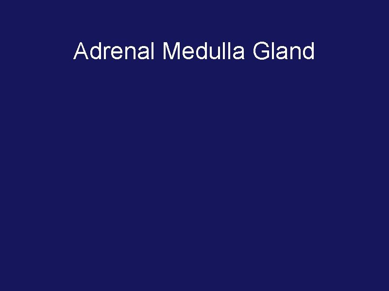 Adrenal Medulla Gland 