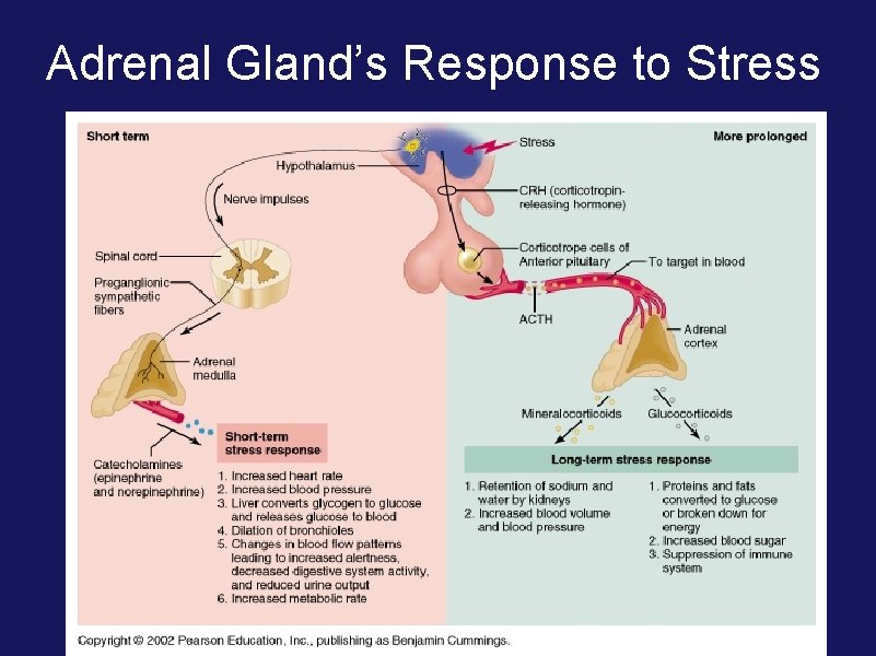 Adrenal Gland’s Response to Stress 