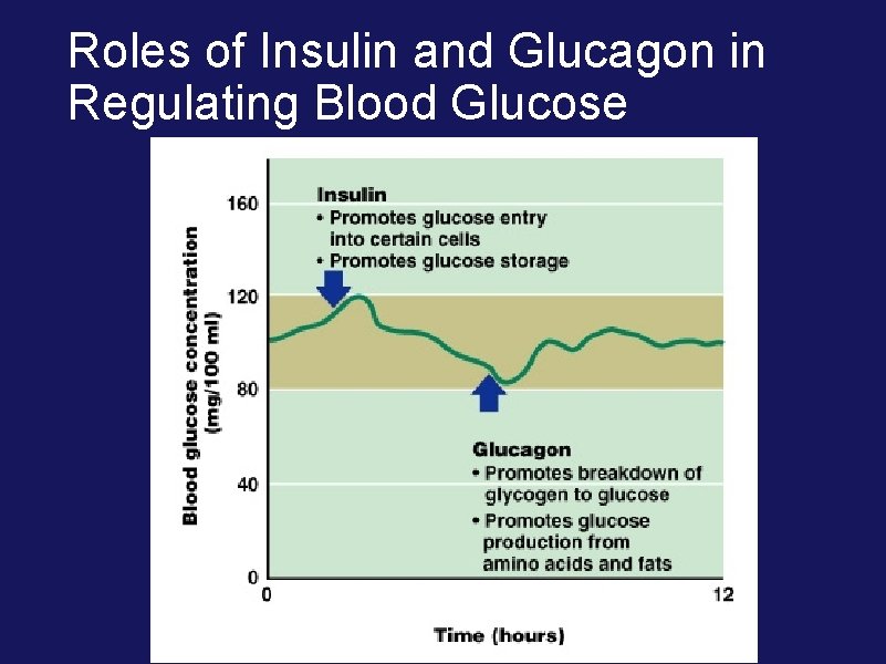 Roles of Insulin and Glucagon in Regulating Blood Glucose 