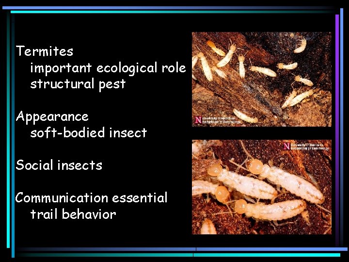 Termites important ecological role structural pest Appearance soft-bodied insect Social insects Communication essential trail