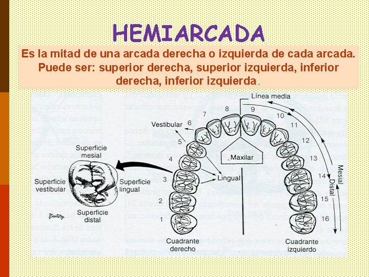 HEMIARCADA Es la mitad de una arcada derecha o izquierda de cada arcada. Puede