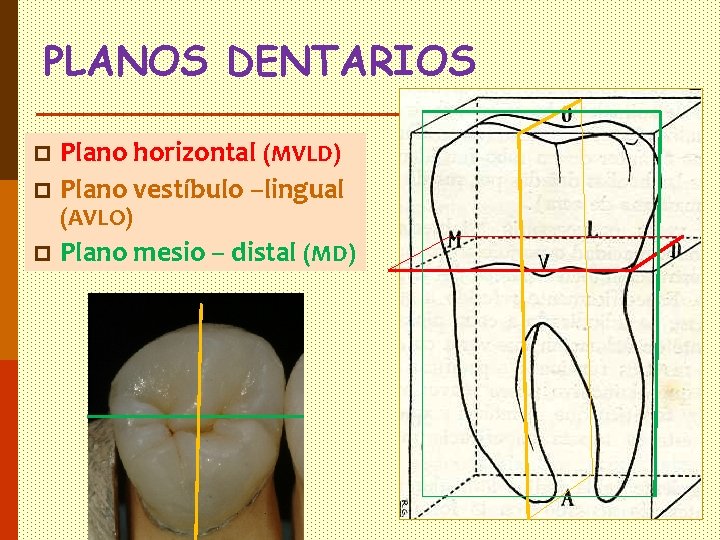 PLANOS DENTARIOS Plano horizontal (MVLD) p Plano vestíbulo –lingual p (AVLO) p Plano mesio