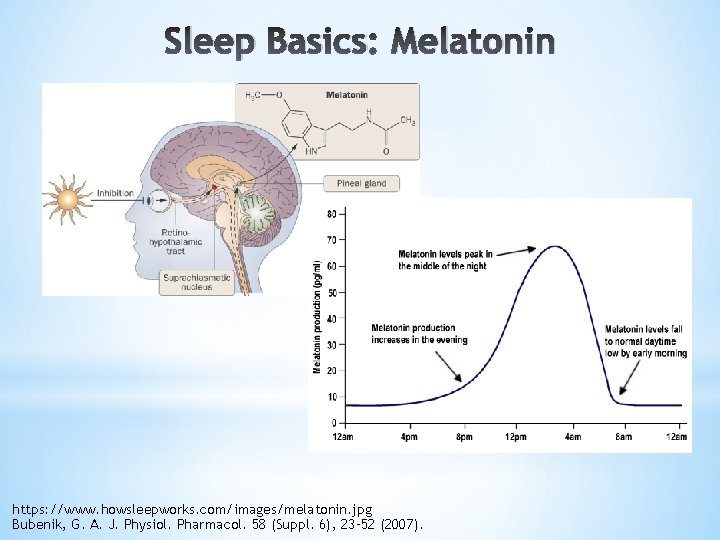 Sleep Basics: Melatonin https: //www. howsleepworks. com/images/melatonin. jpg Bubenik, G. A. J. Physiol. Pharmacol.