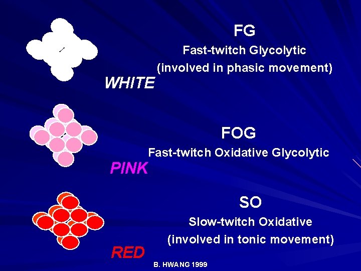 FG WHITE Fast-twitch Glycolytic (involved in phasic movement) FOG Fast-twitch Oxidative Glycolytic PINK SO