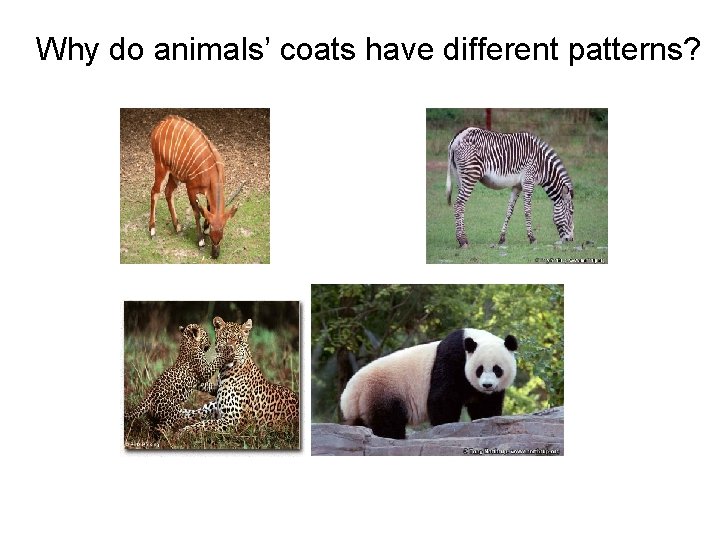 Why do animals’ coats have different patterns? 