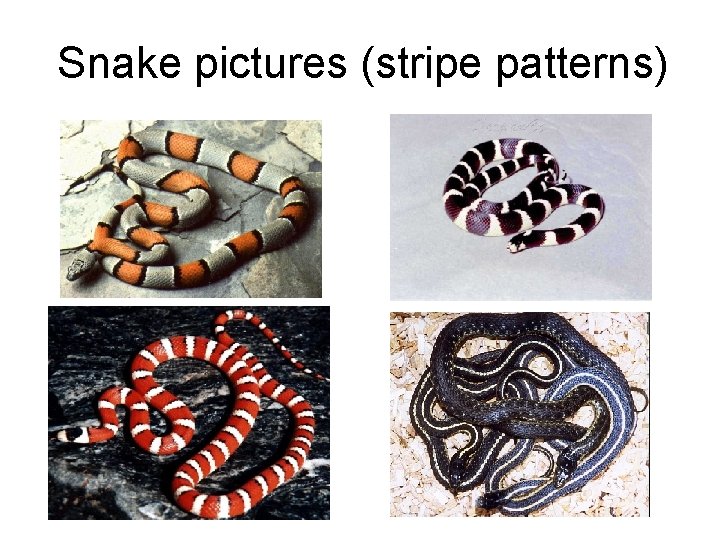 Snake pictures (stripe patterns) 