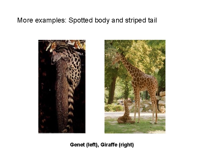More examples: Spotted body and striped tail Genet (left), Giraffe (right) 