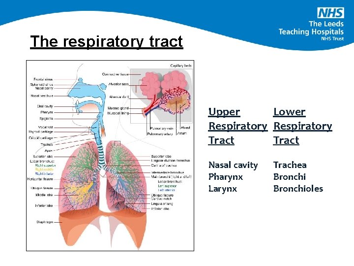 The respiratory tract Upper Lower Respiratory Tract Nasal cavity Pharynx Larynx Trachea Bronchioles 