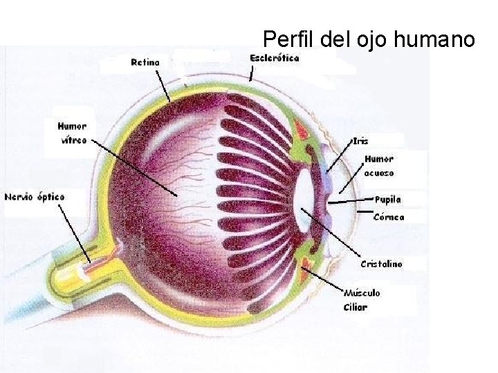 Perfil del ojo humano 