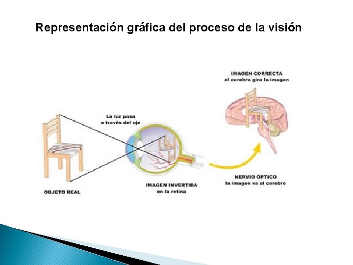 Representación gráfica del proceso de la visión 