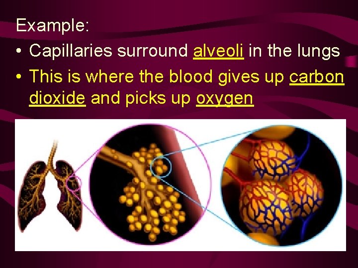 Example: • Capillaries surround alveoli in the lungs • This is where the blood