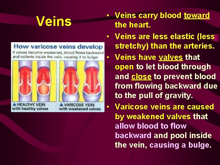 Veins • Veins carry blood toward the heart. • Veins are less elastic (less