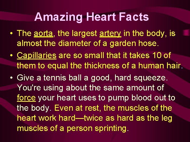 Amazing Heart Facts • The aorta, the largest artery in the body, is almost