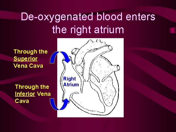 De-oxygenated blood enters the right atrium Through the Superior Vena Cava Through the Inferior