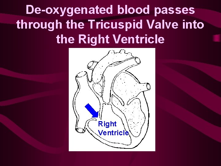 De-oxygenated blood passes through the Tricuspid Valve into the Right Ventricle 