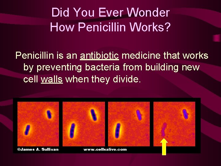 Did You Ever Wonder How Penicillin Works? Penicillin is an antibiotic medicine that works