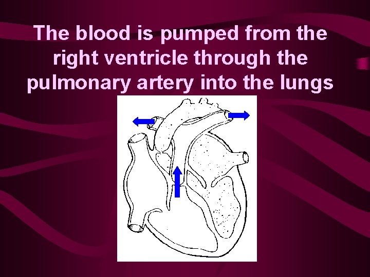 The blood is pumped from the right ventricle through the pulmonary artery into the