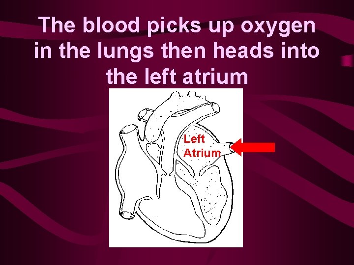 The blood picks up oxygen in the lungs then heads into the left atrium