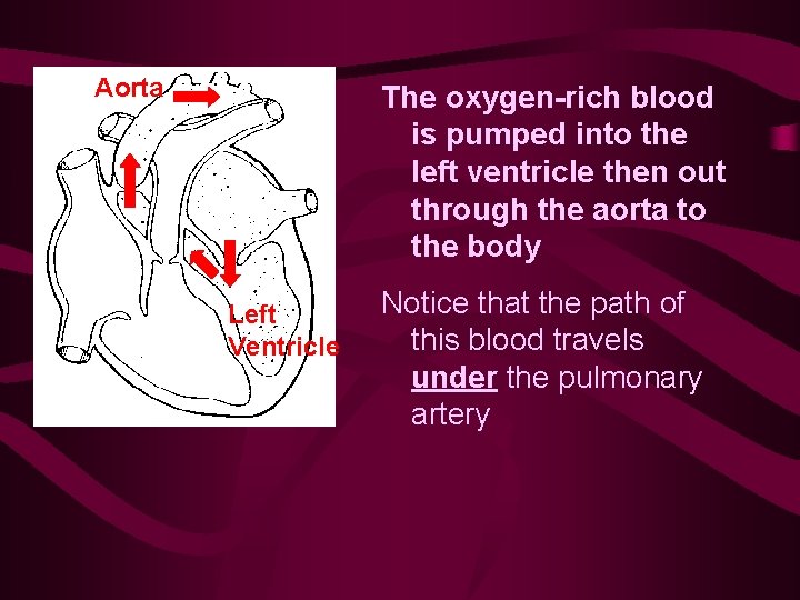 Aorta The oxygen-rich blood is pumped into the left ventricle then out through the