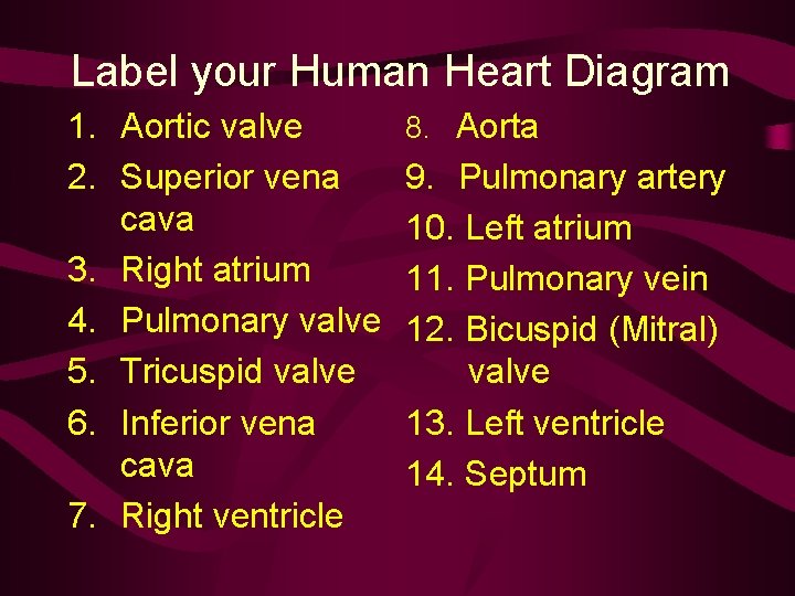 Label your Human Heart Diagram 1. Aortic valve 2. Superior vena cava 3. Right
