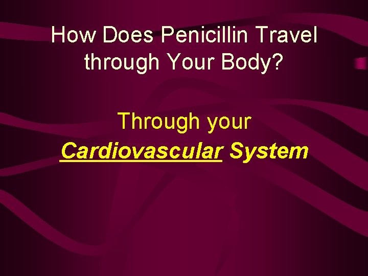 How Does Penicillin Travel through Your Body? Through your Cardiovascular System 