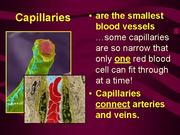 Capillaries • are the smallest blood vessels …some capillaries are so narrow that only