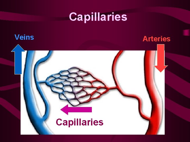 Capillaries Veins Arteries Capillaries 