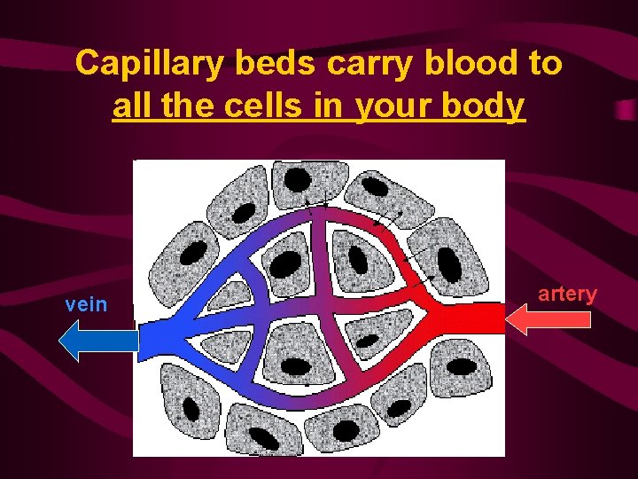 Capillary beds carry blood to all the cells in your body vein artery 