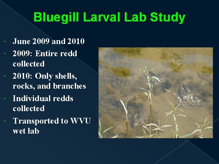 Bluegill Larval Lab Study June 2009 and 2010 2009: Entire redd collected 2010: Only