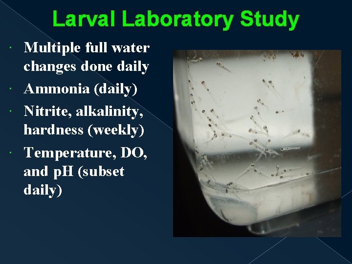 Larval Laboratory Study Multiple full water changes done daily Ammonia (daily) Nitrite, alkalinity, hardness