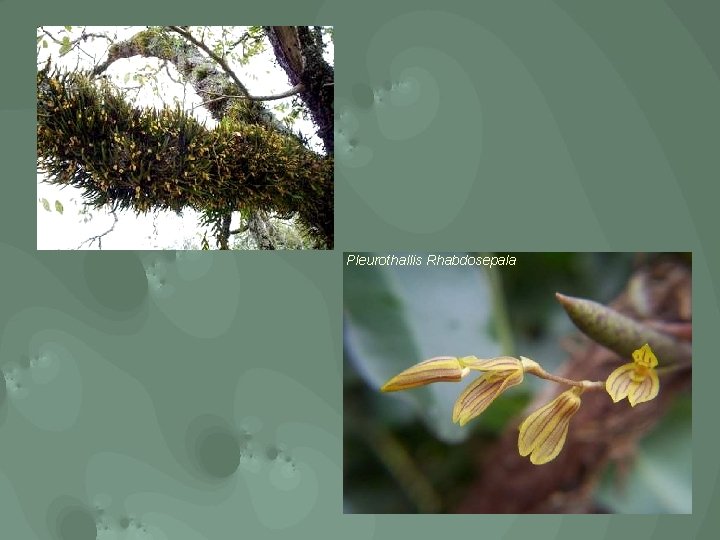 Pleurothallis Rhabdosepala 